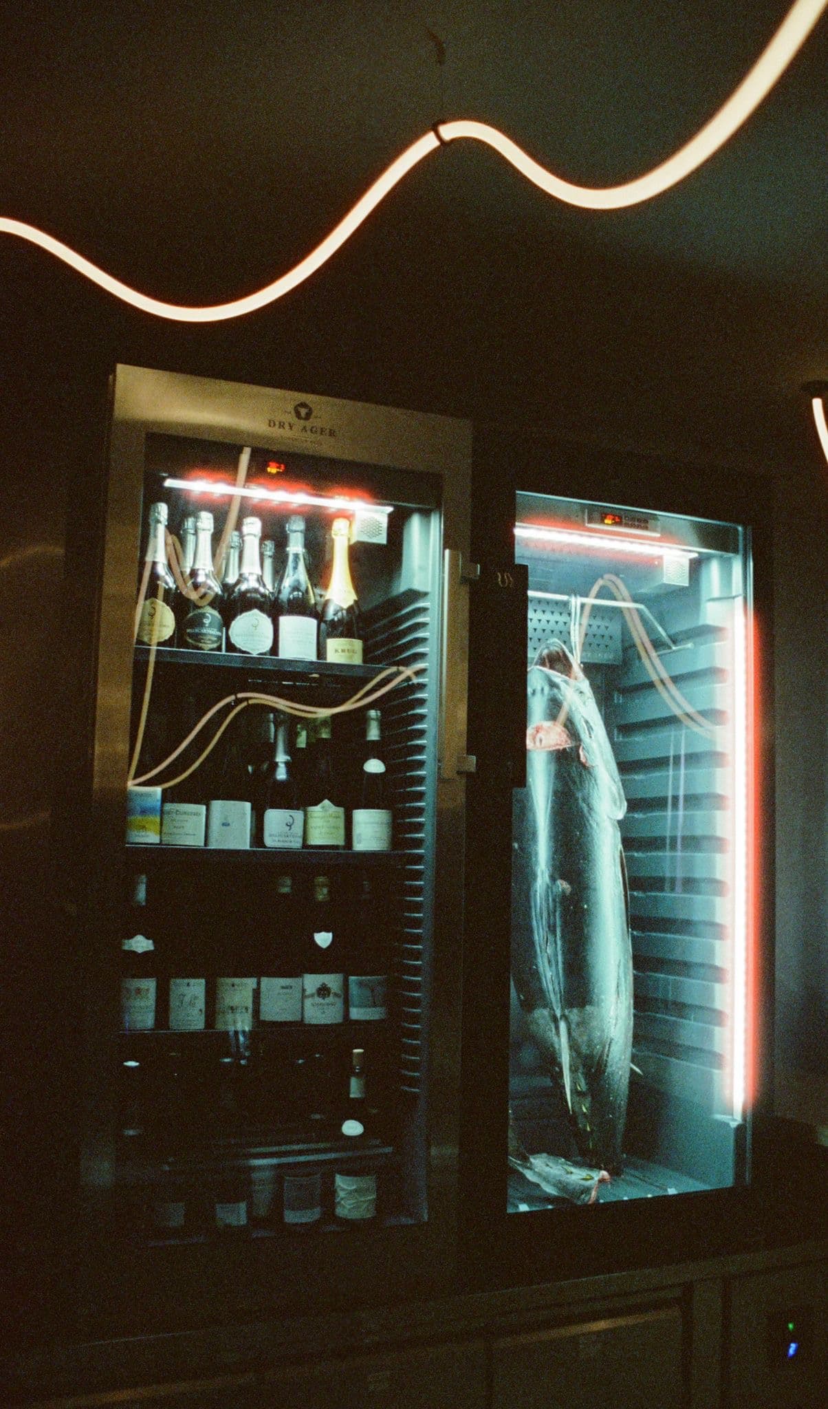 A whole bluefin tuna held in a dedicated dry-aging cabinet