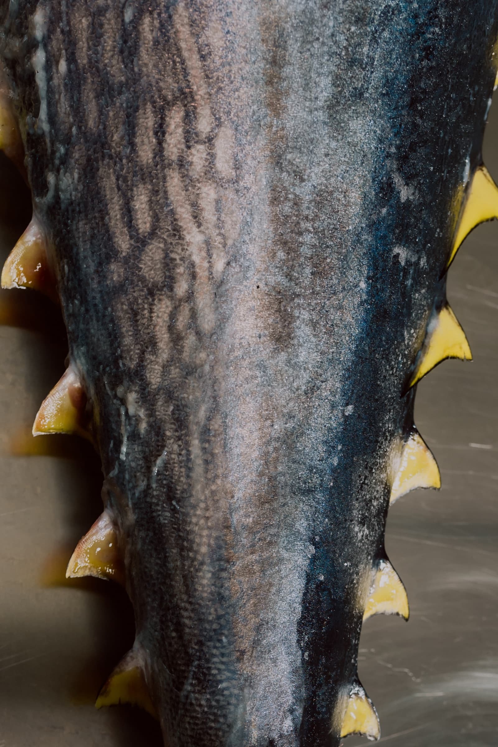 Macro detail of bluefin tuna finlets
