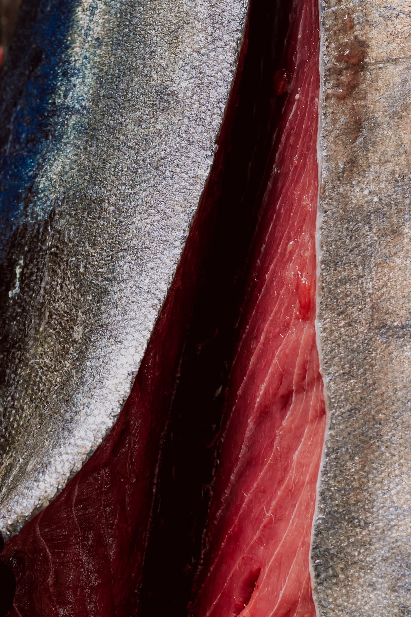Cross-section detail of a bluefin tuna loin showing skin and flesh
