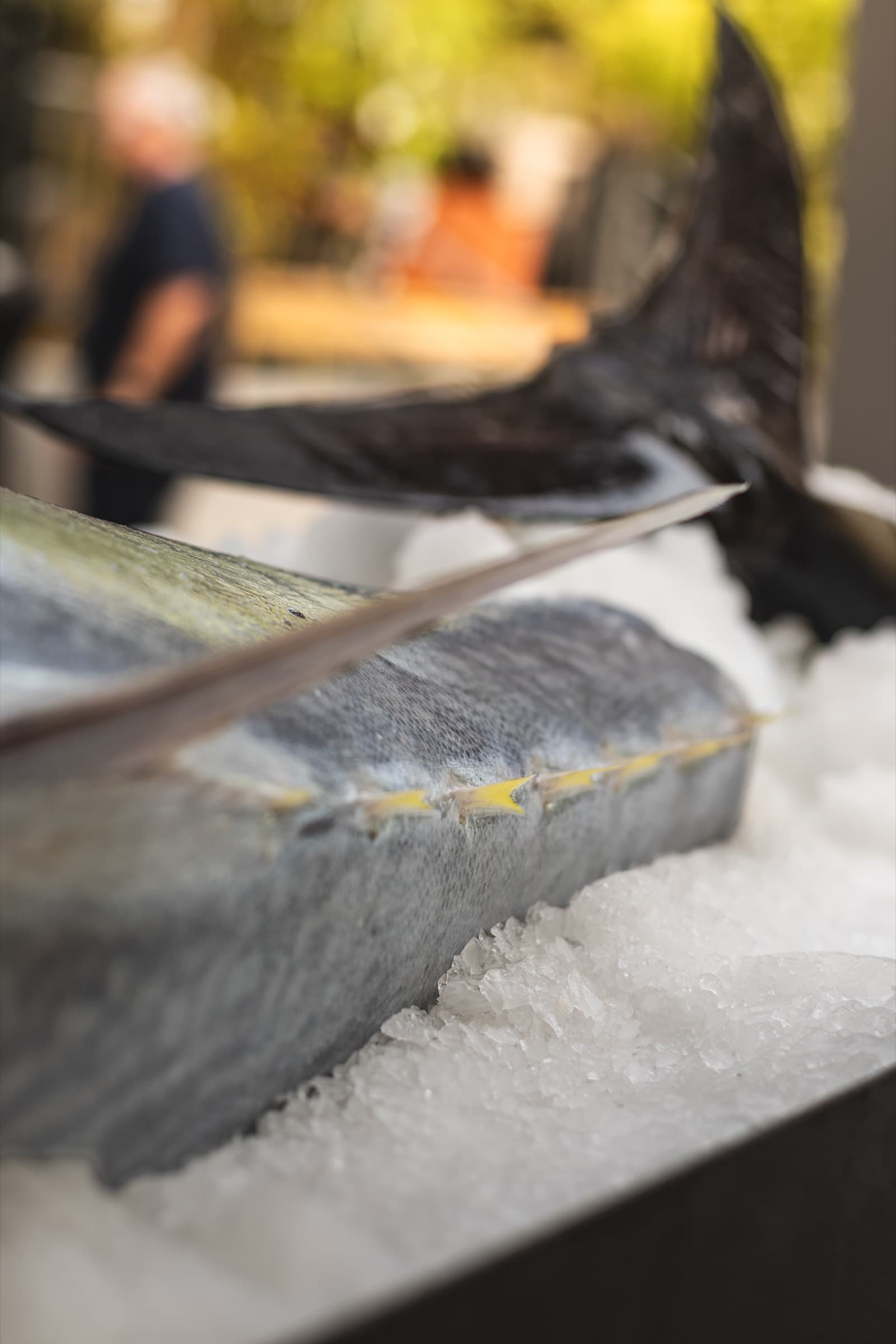 A bluefin tuna tail resting on ice