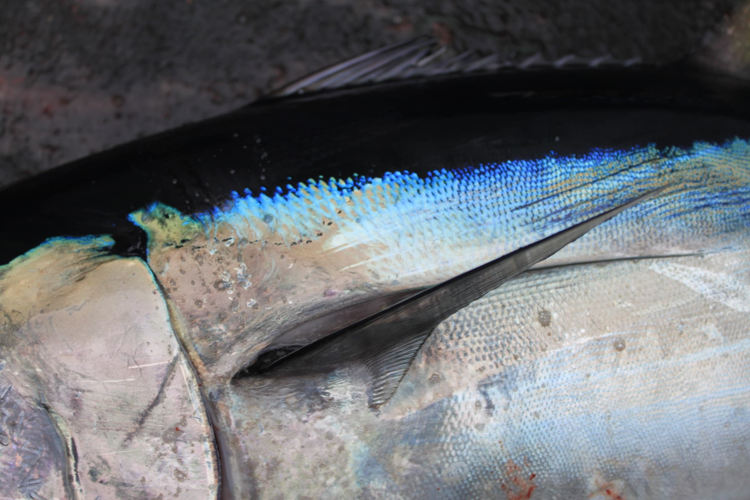 Macro detail of bluefin tuna skin and finlets